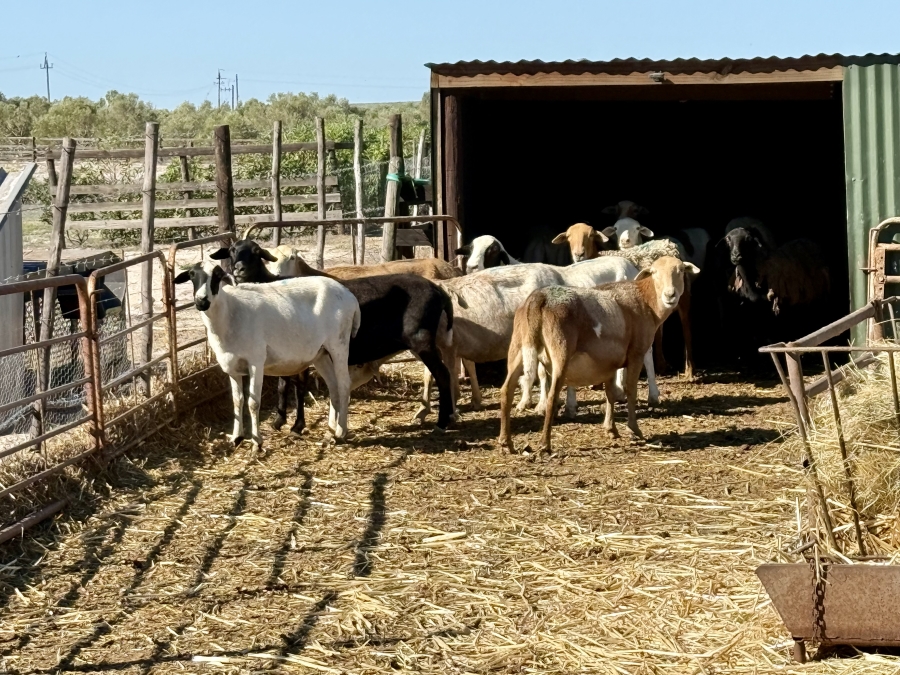 8 Bedroom Property for Sale in Long Acres Country Estate Western Cape